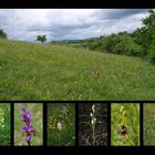 Orchideenwiese bei Eschweiler in der Eifel