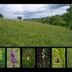 Orchideenwiese bei Eschweiler in der Eifel