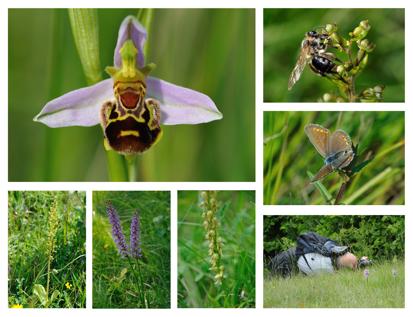 Orchideenwiese bei Eschweiler incl. Besucher