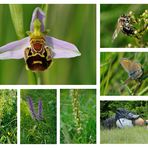 Orchideenwiese bei Eschweiler incl. Besucher