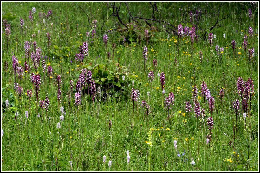 Orchideenwiese im Leutratal bei Jena