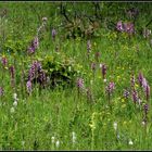 Orchideenwiese im Leutratal bei Jena