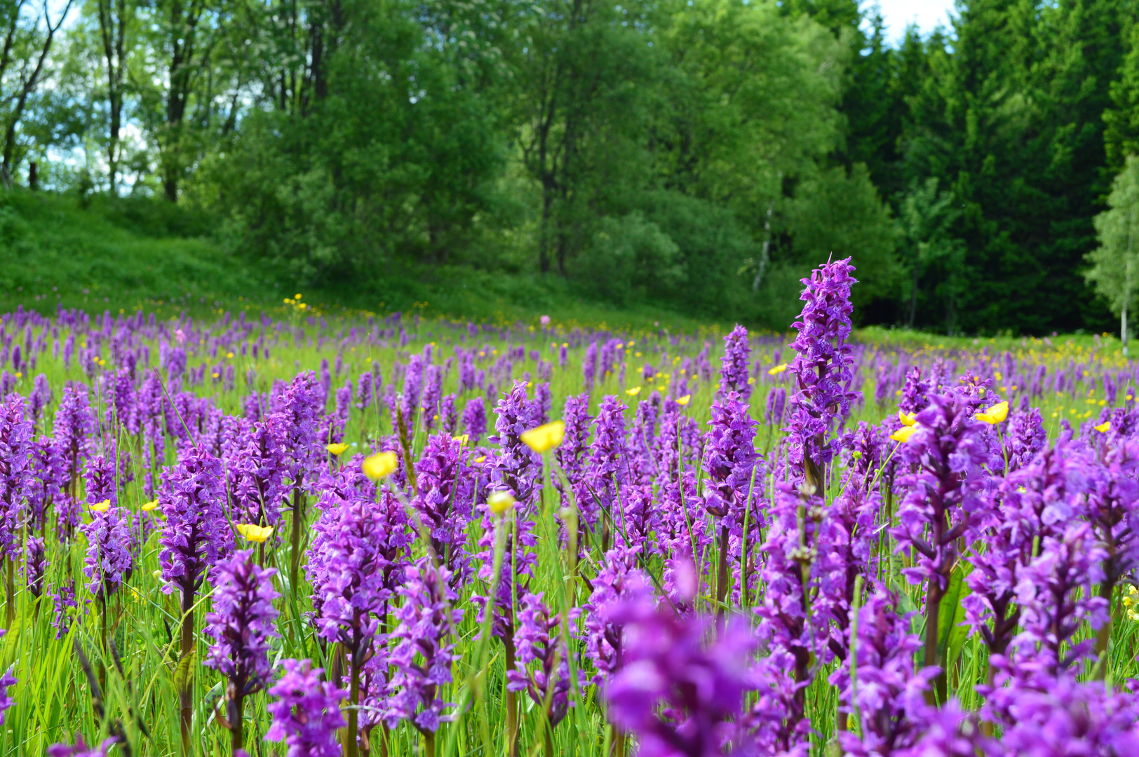 Orchideenwiese in Altenberg 2