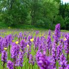 Orchideenwiese in Altenberg 2