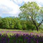 Orchideenwiese in Altenberg