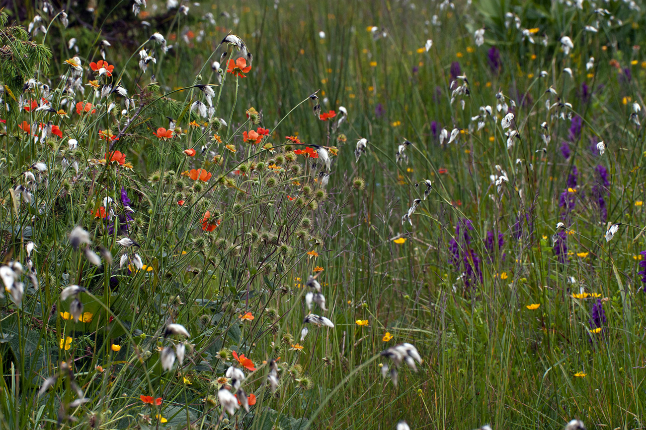 Orchideenwiese in Bulgarien