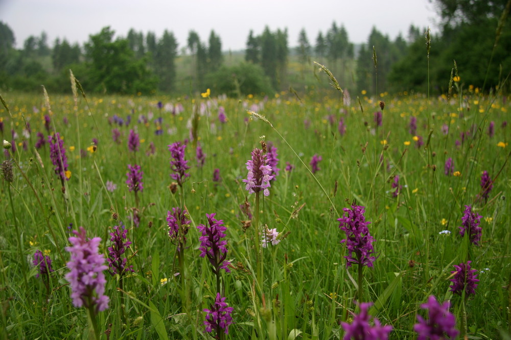 Orchideenwiese in der Eifel