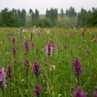 Orchideenwiese in der Eifel