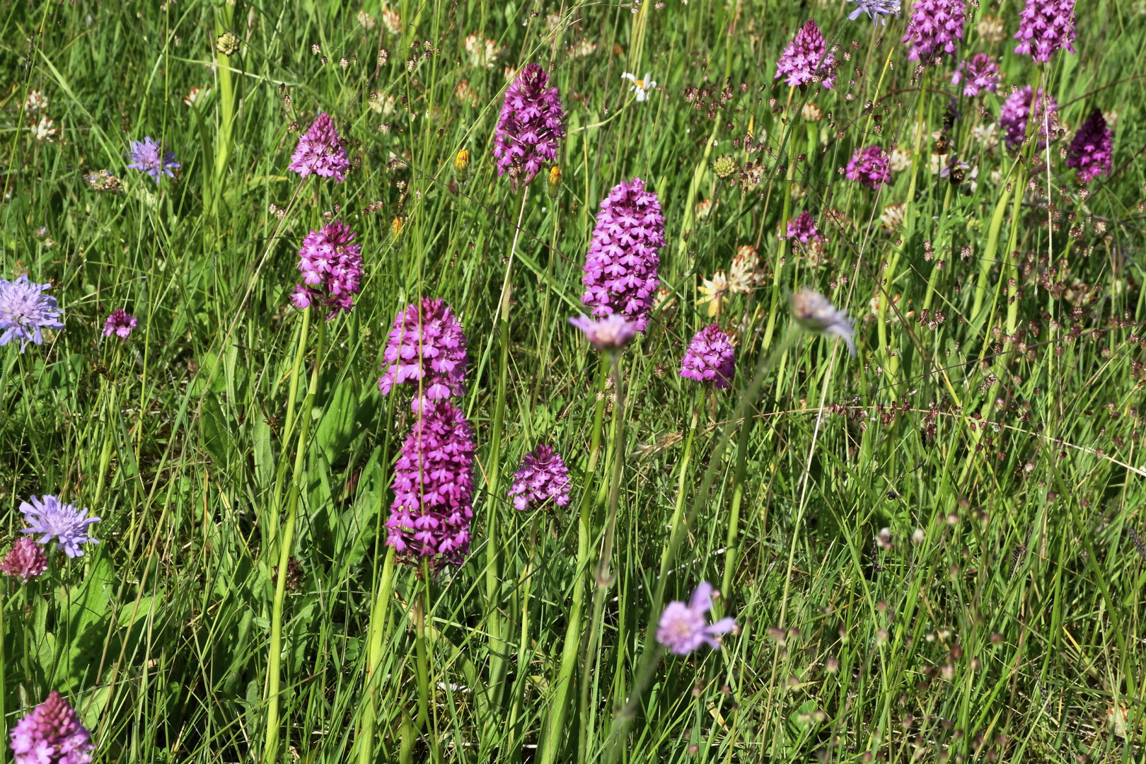 Orchideenwiese mit Knabenkrautpflanzen