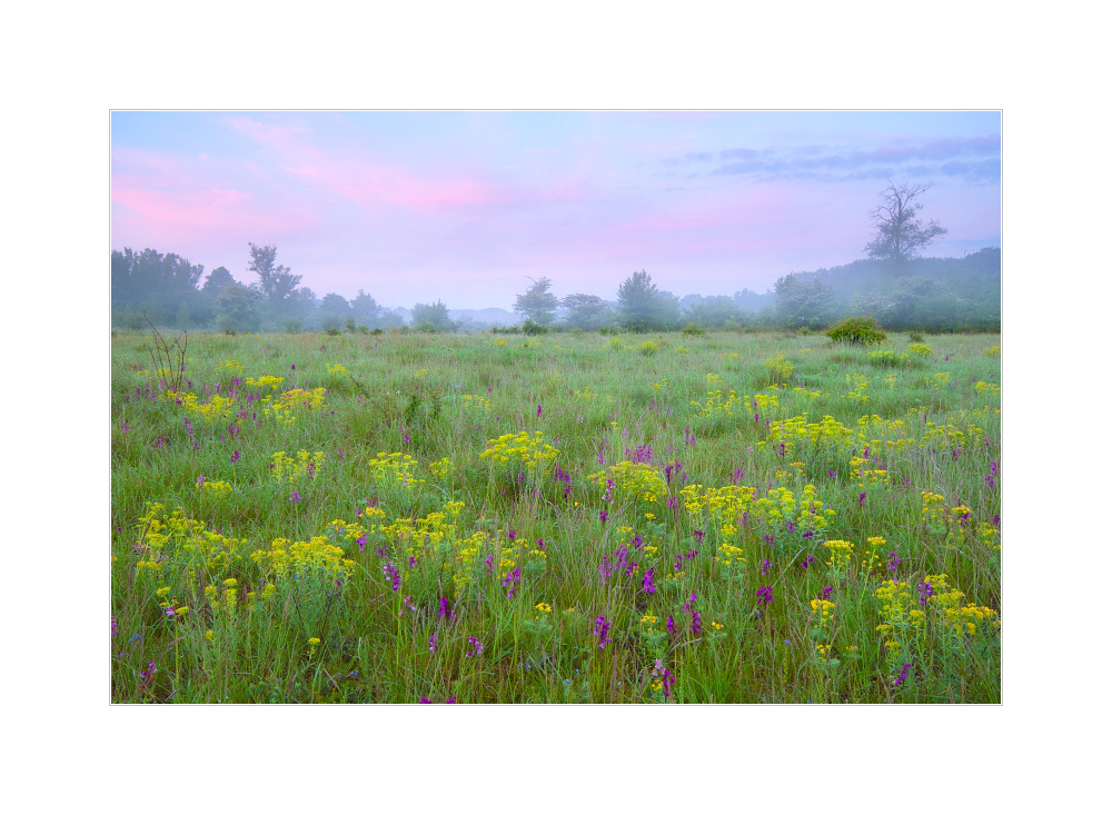 Orchideenwiese mit Nebel bei Sonnenaufgang