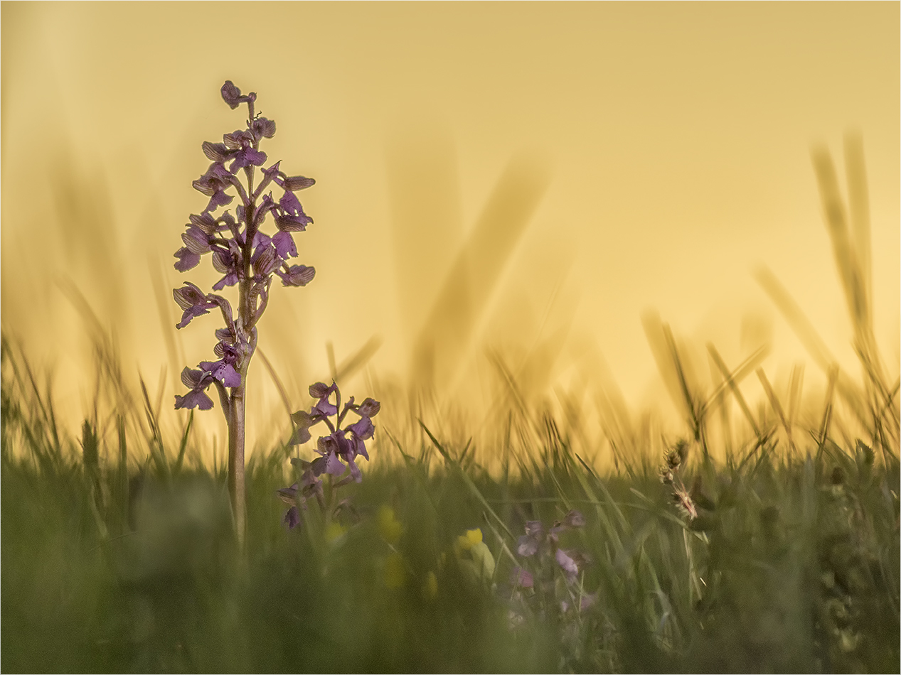 orchideenwiese mit saharastaubhimmel