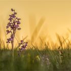 orchideenwiese mit saharastaubhimmel