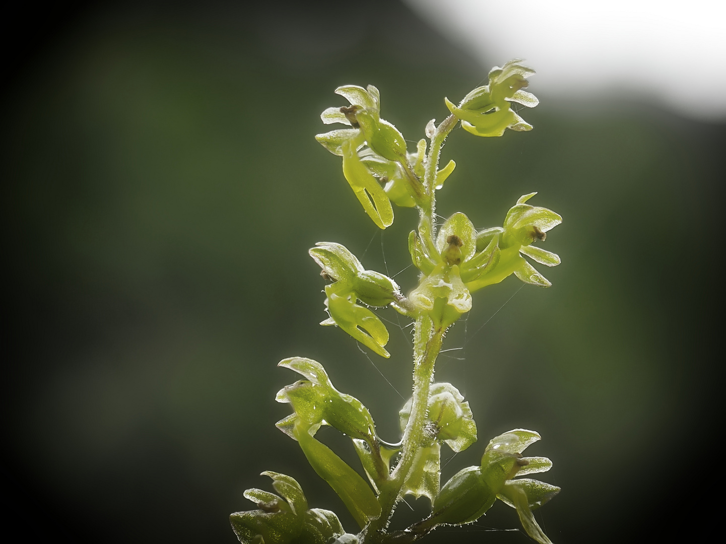 Orchideenwiese revisited