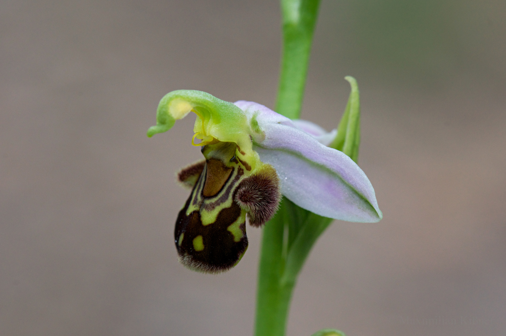 Orchideenwiese Thüngesheim - Ragwurz