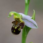 Orchideenwiese Thüngesheim - Ragwurz