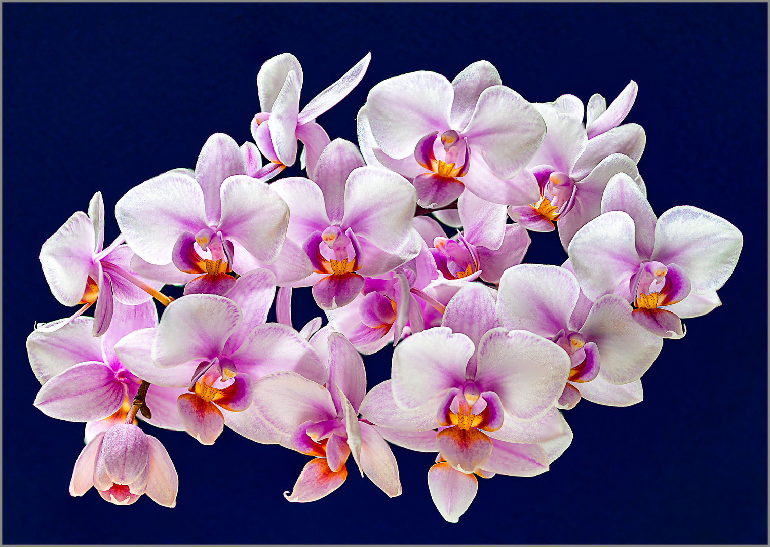 Orchideenwolke