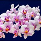 Orchideenwolke