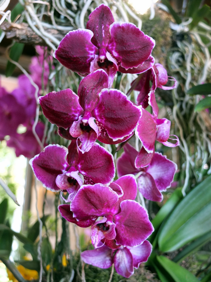 Orchideenzauber