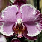 Orchideenzauber 2