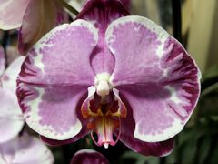 Orchideenzauber 2