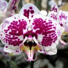 Orchideenzauber 3