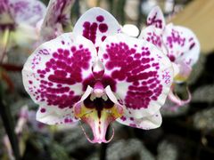 Orchideenzauber 3