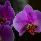 Orchideenzauber