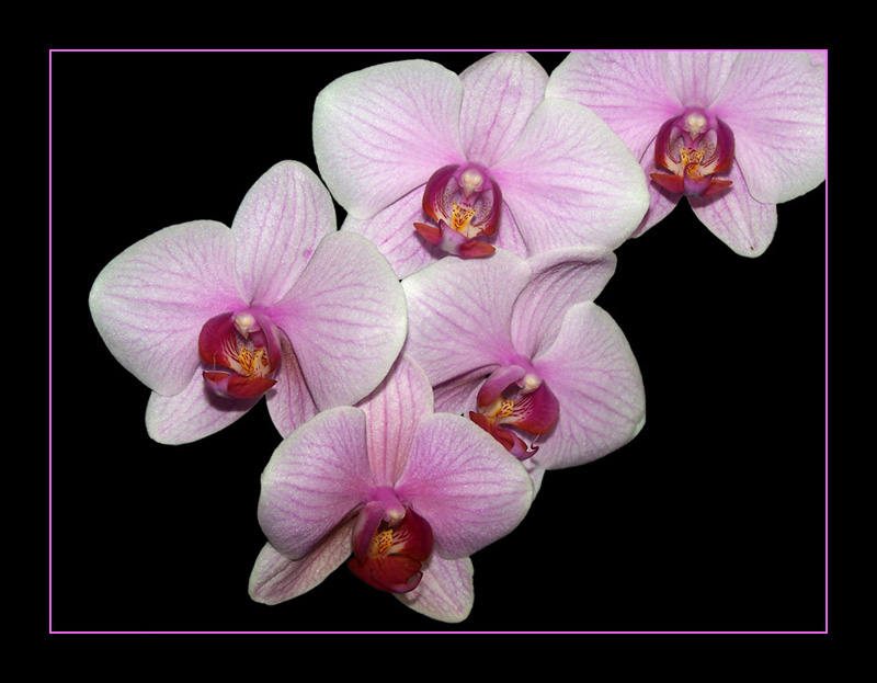 * * * Orchideenzauber * * *