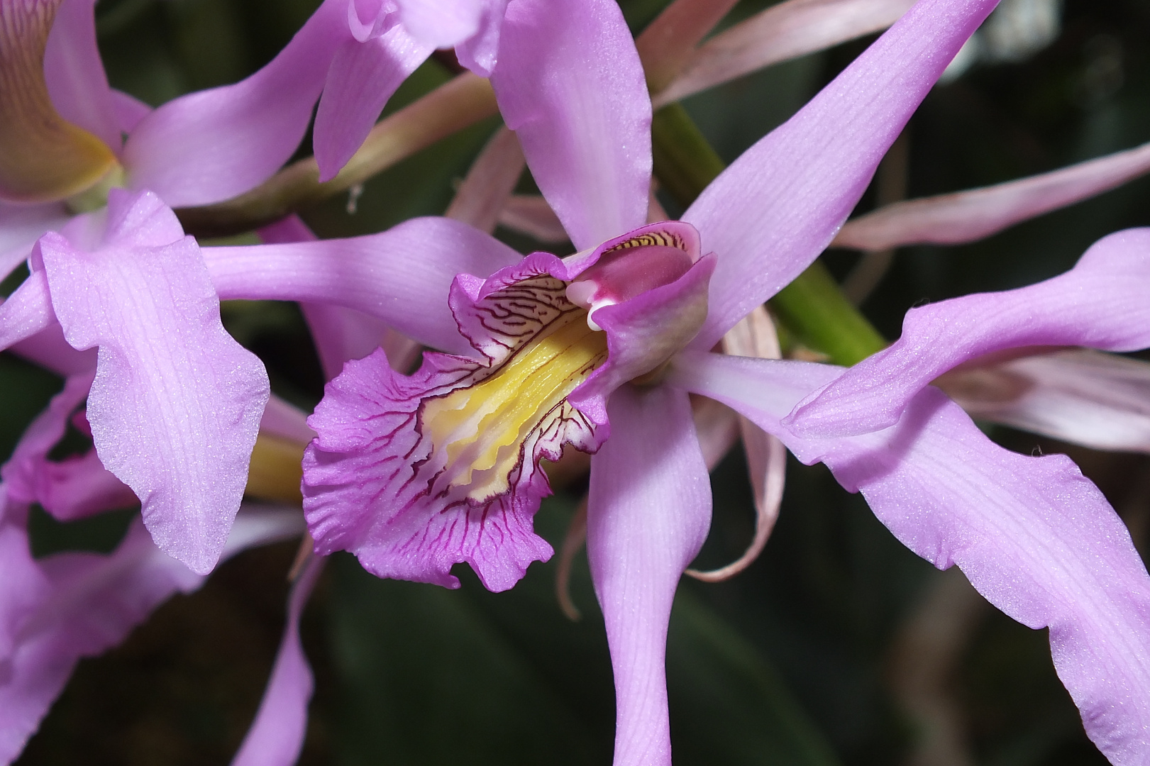 Orchideenzauber