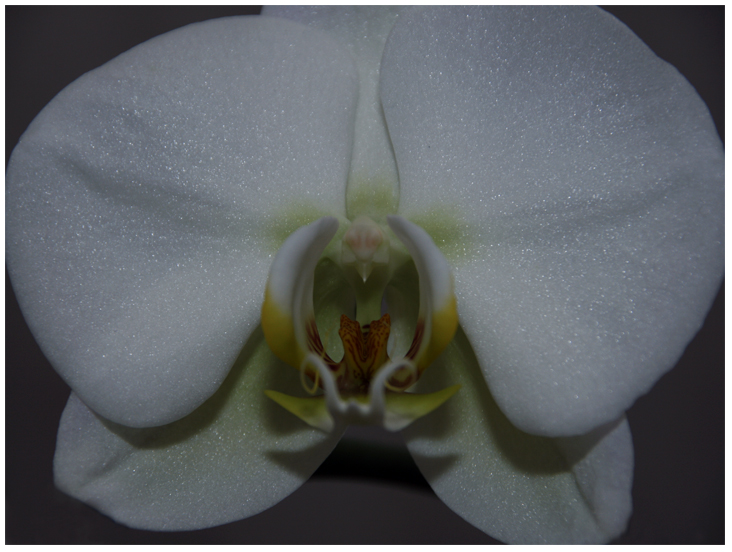 Orchideenzauber