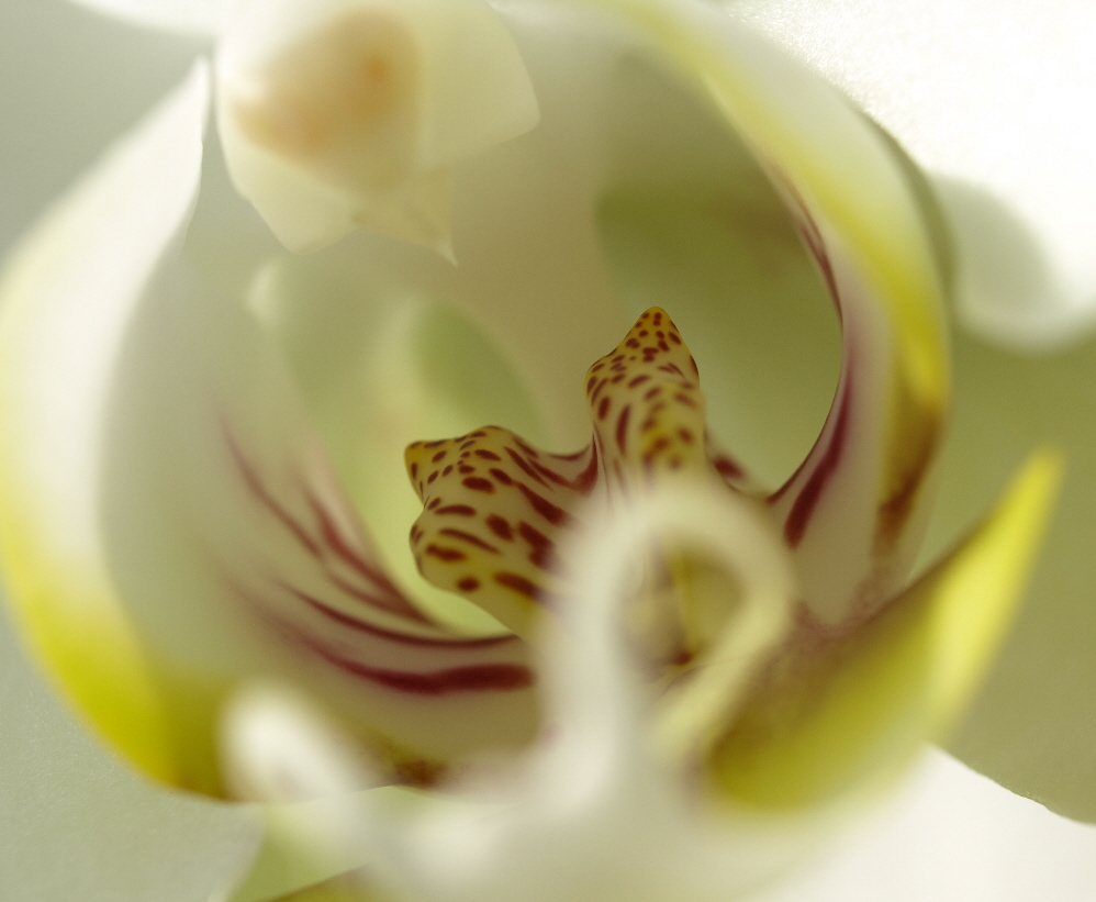 -Orchideenzauber-