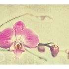 Orchideenzeit....