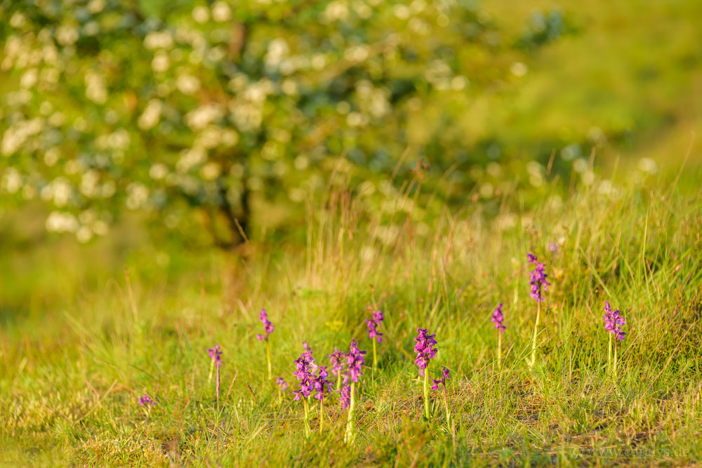 Orchideenzeit ~ 11