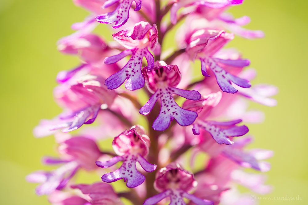 Orchideenzeit ~ 15