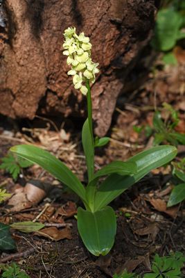 Orchideen Bilder & Fotos
