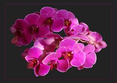 Orchideenzeit