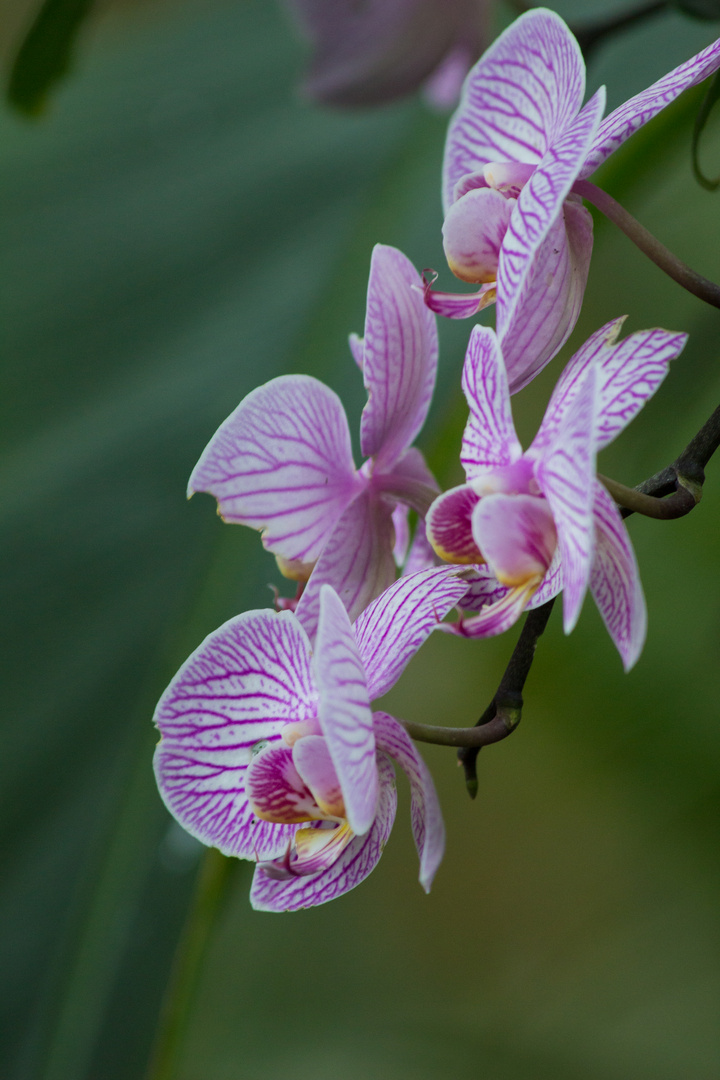 Orchideenzeit