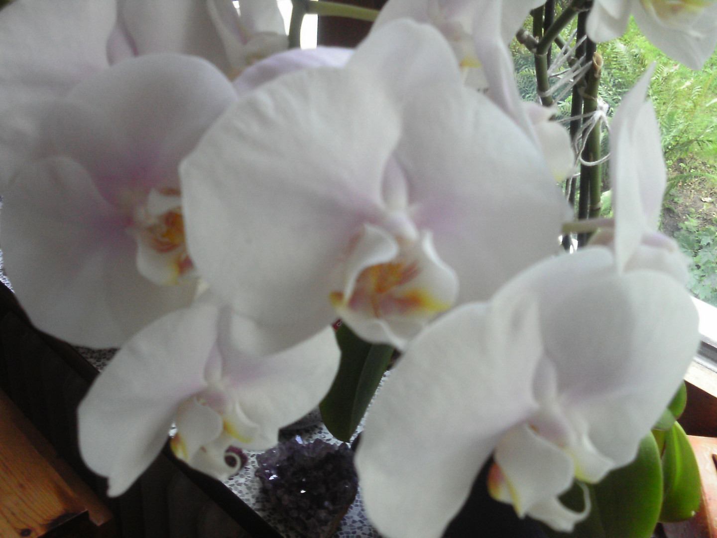 Orchideenzeit I