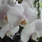 Orchideenzeit I