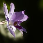 Orchideenzeit II