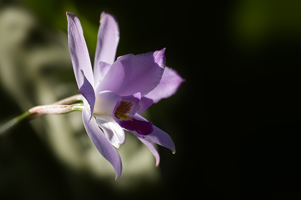 Orchideenzeit II