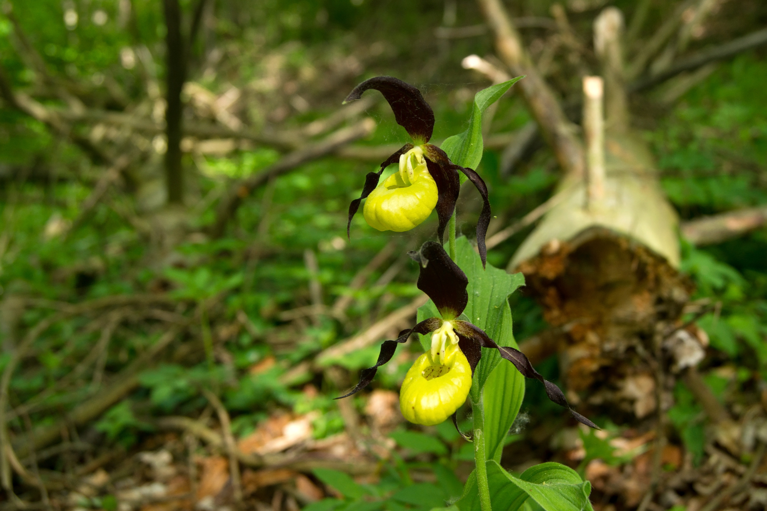 Orchideenzeit im Jenaer Pennickental 2014