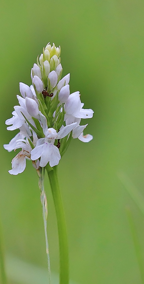 Orchideenzeit im Nordschwarzwald/ 2 