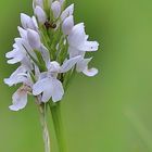 Orchideenzeit im Nordschwarzwald/ 2 