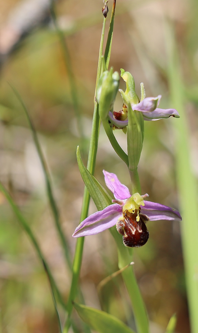 Orchideenzeit im Nordschwarzwald/ 3