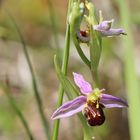 Orchideenzeit im Nordschwarzwald/ 3