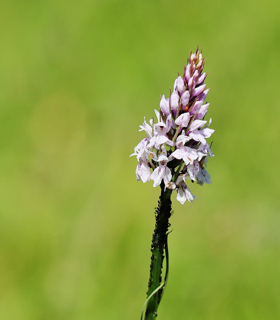 Orchideenzeit im Nordschwarzwald