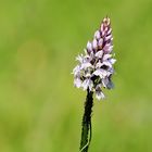 Orchideenzeit im Nordschwarzwald