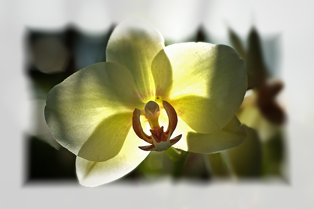 Orchideenzeit IV