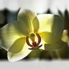 Orchideenzeit IV